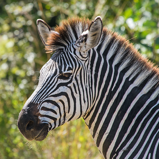 South Luangwa - Close-up zebra
